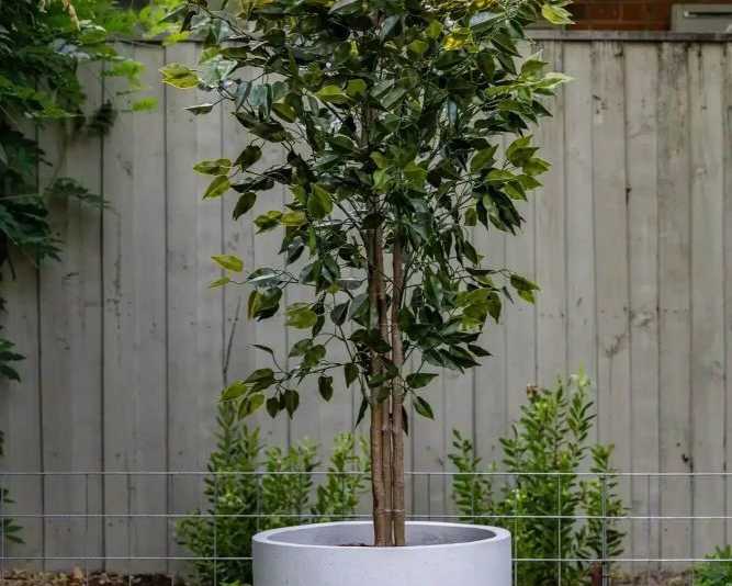 artificial-bamboo-options-that-add-height-and-elegance-anywhere