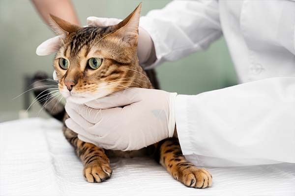 pet-euthanasia-at-home-melbourne-cost-big-0
