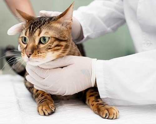 pet-euthanasia-at-home-melbourne-cost