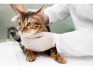 pet-euthanasia-at-home-melbourne-cost-small-0