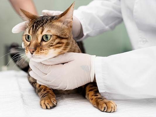 pet-euthanasia-at-home-melbourne-cost