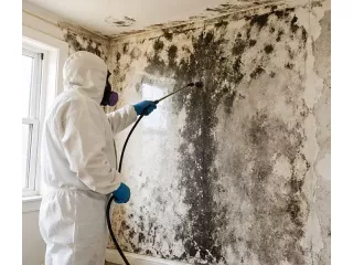 black-mould-removal-sydney-licensed-experts-small-2