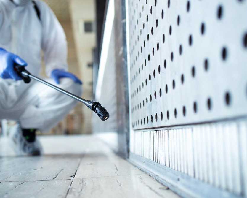 pest-control-gold-coast-reliable-solutions-for-homes