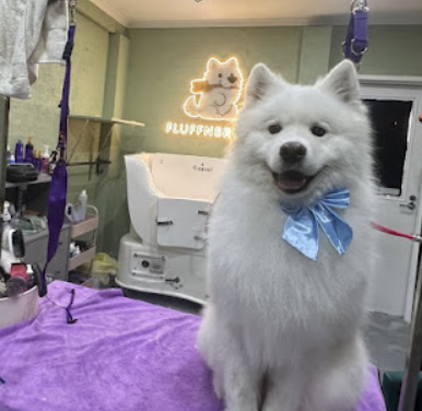 best-dog-salon-in-glen-iris-big-0