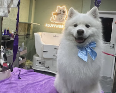 best-dog-salon-in-glen-iris