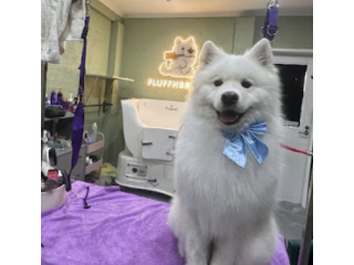 best-dog-salon-in-glen-iris-small-0