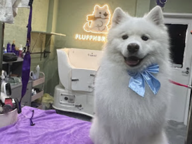 best-dog-salon-in-glen-iris