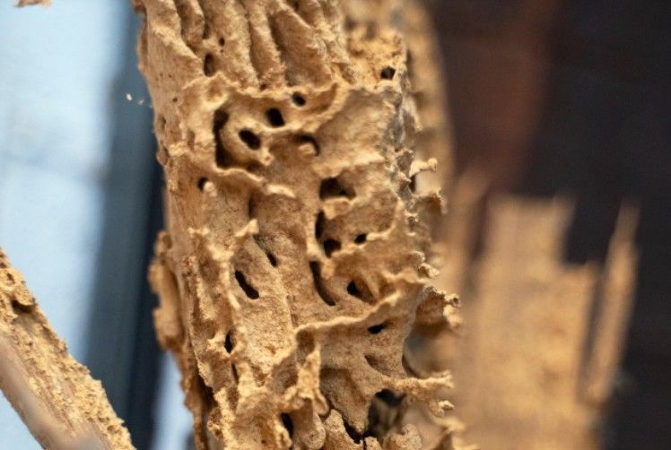 expert-termite-control-big-1