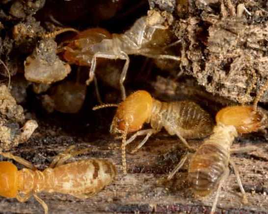 expert-termite-control