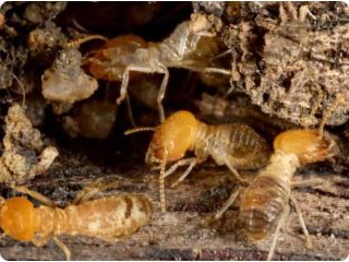 expert-termite-control-small-0