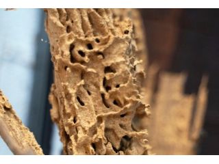 expert-termite-control-small-1