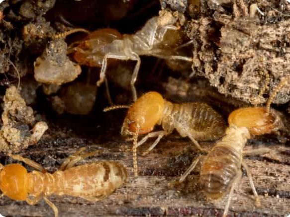 expert-termite-control