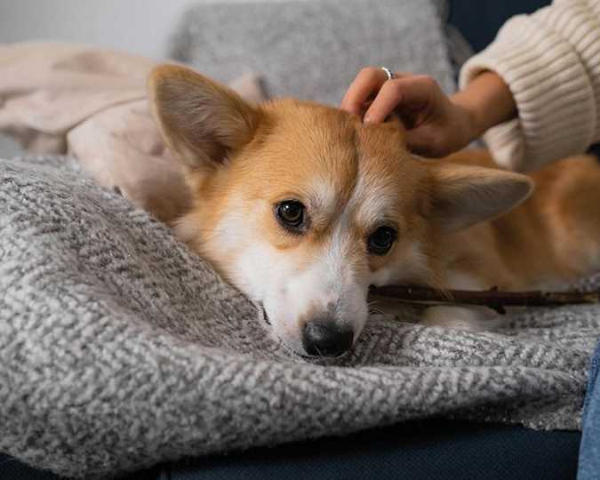 at-home-euthanasia-for-dogs-melbourne