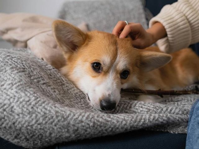 at-home-euthanasia-for-dogs-melbourne