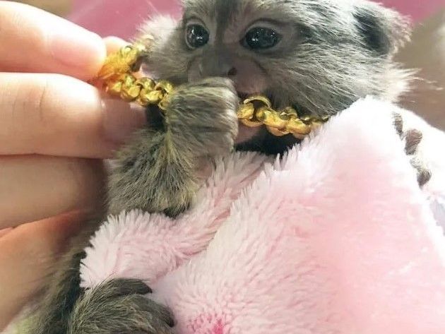 beautiful-pygmy-marmoset-monkey-for-sale