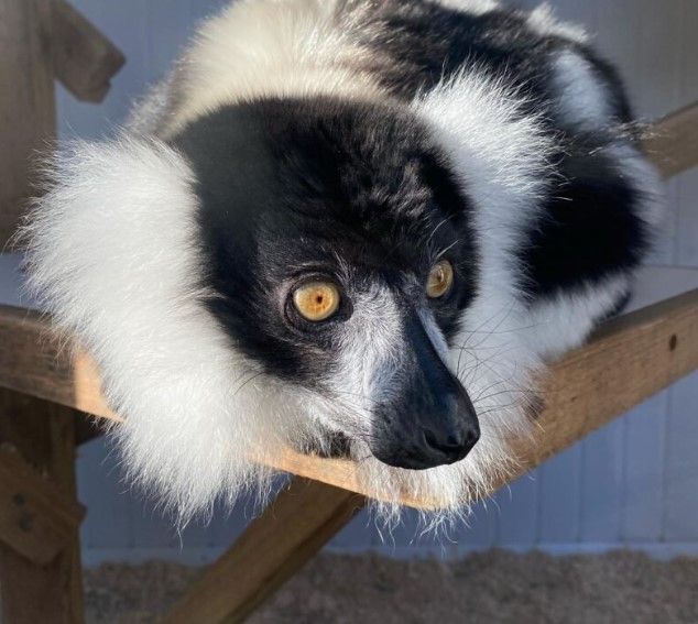 black-white-ruffed-lemur-male-big-0