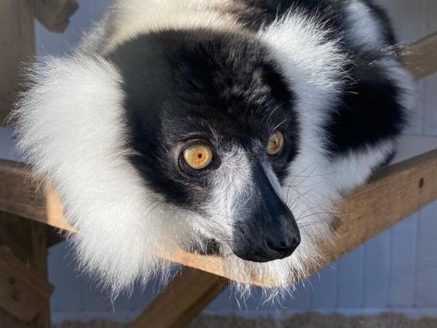 black-white-ruffed-lemur-male