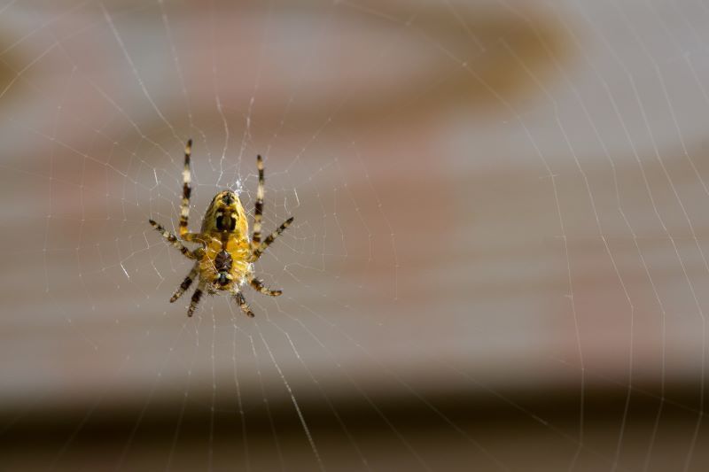remove-spiders-from-your-home-with-safe-reliable-pest-control-big-0