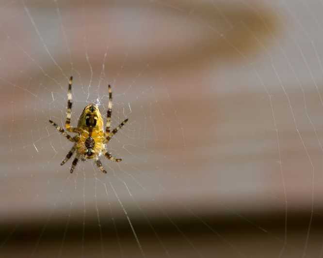 remove-spiders-from-your-home-with-safe-reliable-pest-control