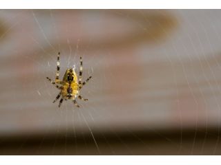 remove-spiders-from-your-home-with-safe-reliable-pest-control-small-0