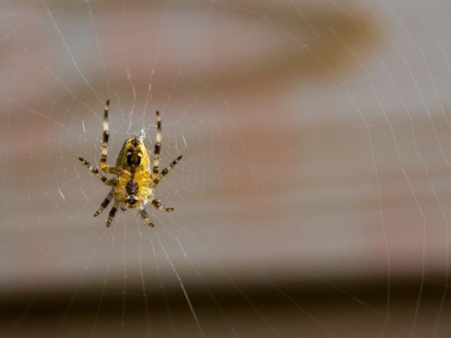 remove-spiders-from-your-home-with-safe-reliable-pest-control