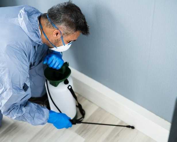 affordable-moth-control-in-sydney-you-can-trust