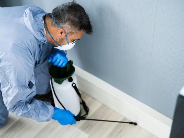 affordable-moth-control-in-sydney-you-can-trust