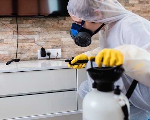 fast-reliable-maggot-control-services-in-sydney