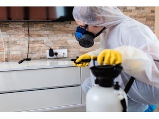 fast-reliable-maggot-control-services-in-sydney-small-0