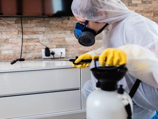 fast-reliable-maggot-control-services-in-sydney