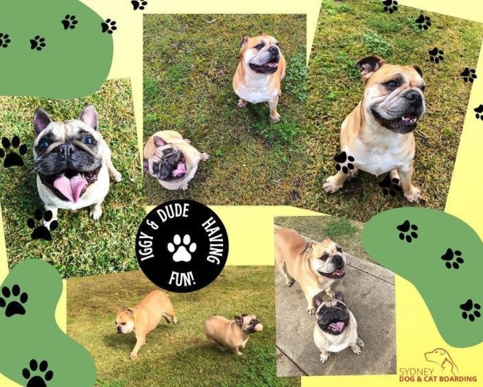 dog-day-care-sydney-safe-engaging-pet-care-big-0