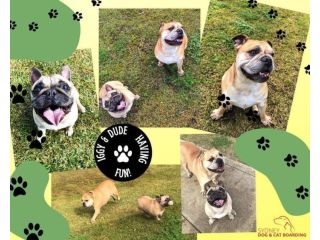 dog-day-care-sydney-safe-engaging-pet-care-small-0