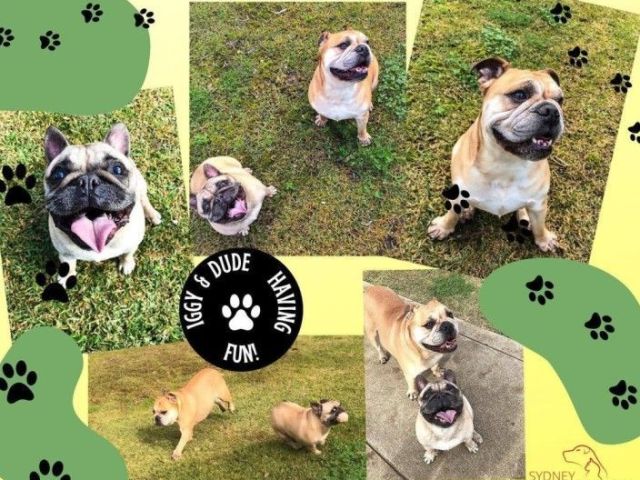 dog-day-care-sydney-safe-engaging-pet-care