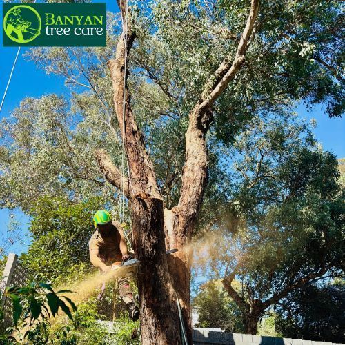 qualified-arborist-in-melbourne-for-safe-and-healthy-trees-big-0