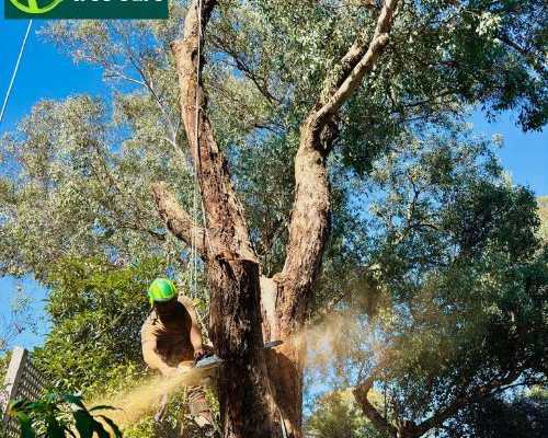 qualified-arborist-in-melbourne-for-safe-and-healthy-trees