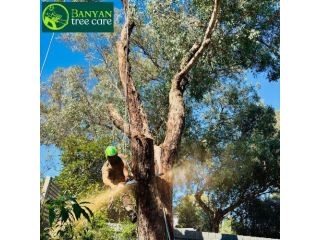 qualified-arborist-in-melbourne-for-safe-and-healthy-trees-small-0