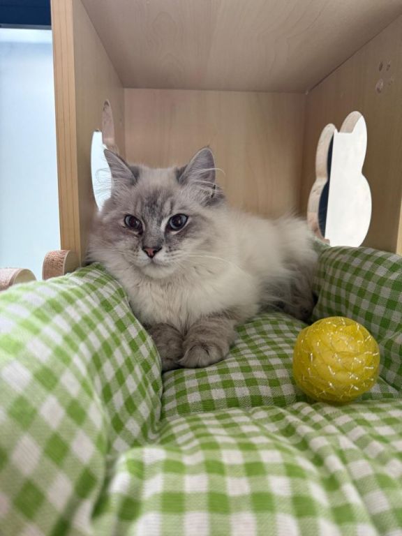 cat-boarding-services-in-melbourne-your-cat-will-love-big-0