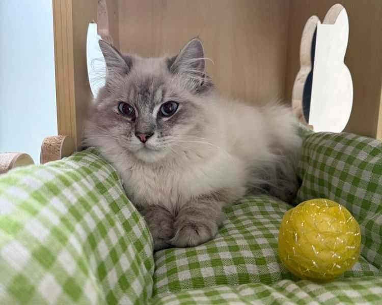 cat-boarding-services-in-melbourne-your-cat-will-love