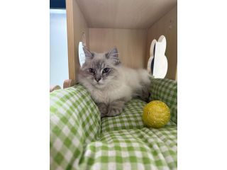 cat-boarding-services-in-melbourne-your-cat-will-love-small-0