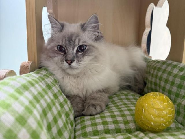 cat-boarding-services-in-melbourne-your-cat-will-love