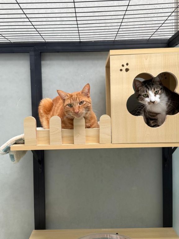 reliable-cat-boarding-price-in-melbourne-for-long-stays-big-0
