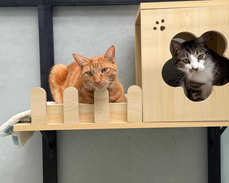 reliable-cat-boarding-price-in-melbourne-for-long-stays