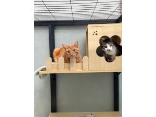 reliable-cat-boarding-price-in-melbourne-for-long-stays-small-0