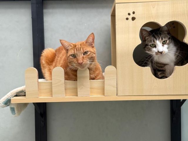 reliable-cat-boarding-price-in-melbourne-for-long-stays