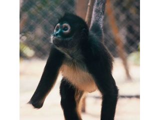 amperio-spider-monkey-baby-small-0