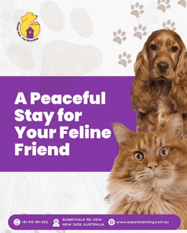 a-peaceful-stay-for-your-feline-friend-big-0