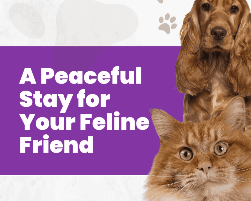 a-peaceful-stay-for-your-feline-friend