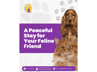 a-peaceful-stay-for-your-feline-friend-small-0