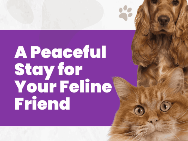 a-peaceful-stay-for-your-feline-friend