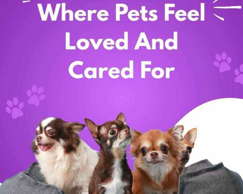 where-pets-feel-loved-and-cared-for